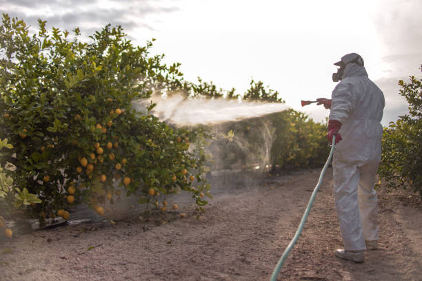 Best Emergency Pest Control  in Kaaawa, HI