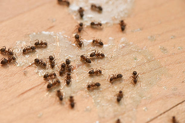 Best Affordable Pest Control Services  in Kaaawa, HI